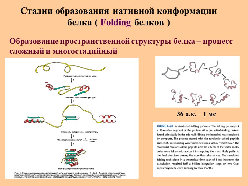 Стадии образования нативной конформации белка ( Folding белков ) Образование пространственной структуры белка –